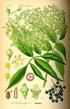Holunder Blüten bio